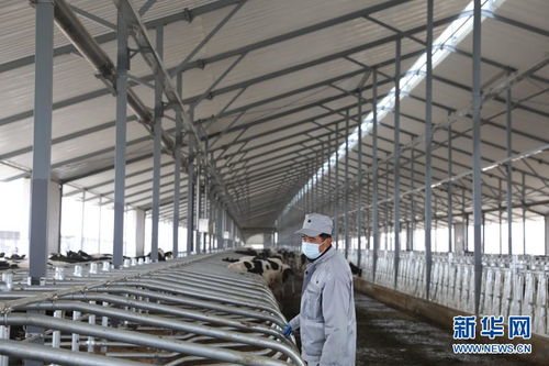 甘肃武威 打造畜牧业产业集群 图片频道